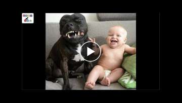 Cute dog - The dog's reaction to the baby for the first time is super fun
