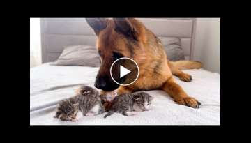 Tiny Kittens and Adorable German Shepherd