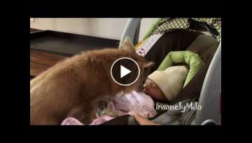Chihuahua Meets Newborn Baby Sister