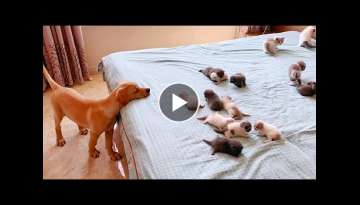 Golden Puppy Curiously Watching Baby Kittens