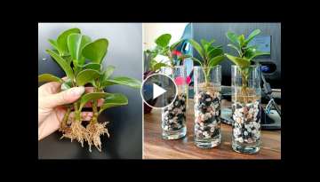 Breeding Peperomia and how to create beautiful and useful desktop pots