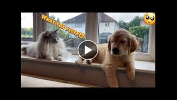 Introducing My Cat To A New Golden Retriever Puppy! (So Cute!!)