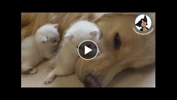 And they lived like a cat with a dog - The cat bites the dog The dog and the cat are friends Dogs... And they lived like a cat with a dog - The cat bites the dog The dog and the cat are friends Dogs...
