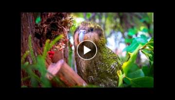 One Of A Kind, A Large, Heavy, Nocturnal, Flightless, Lek-Breeding Avian Oddity One Of A Kind, A Large, Heavy, Nocturnal, Flightless, Lek-Breeding Avian Oddity