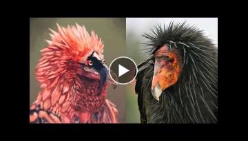 10 Most Majestic Vultures in the World 10 Most Majestic Vultures in the World
