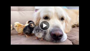 Adorable Golden Retriever and Cute Baby Chicks Adorable Golden Retriever and Cute Baby Chicks