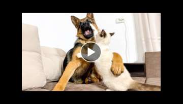 Funniest Video of German Shepherd Puppy vs. Kitten Funniest Video of German Shepherd Puppy vs. Kitten