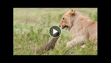 Lion Vs Mongoose: Mongoose Fends Off Four Lions Lion Vs Mongoose: Mongoose Fends Off Four Lions