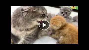 Ginger kitten's first meeting with the cat- Will she feed him or not?