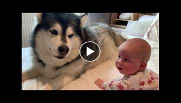Dog Tries To Teach Baby To Crawl (Cutest reaction!!) Dog Tries To Teach Baby To Crawl (Cutest reaction!!)