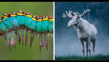 20 Strangely Impressive Animals We Share The Earth With