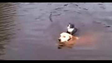 A cat is about to drown , dog jumps into the water to rescue a cat!