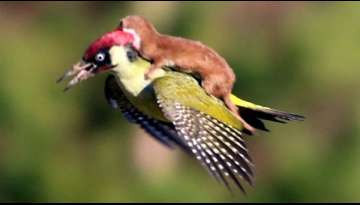 Adorable Footage Of A Weasel Riding A Woodpecker