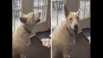 Deaf Dog Who's Never Heard A Bark Invents Her Very Own Way Of 'Speaking'