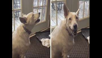 Deaf Dog Who's Never Heard A Bark Invents Her Very Own Way Of 'Speaking' Deaf Dog Who's Never Heard A Bark Invents Her Very Own Way Of 'Speaking'