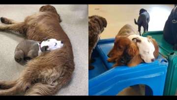 Dog Always Befriends Fluffiest Dogs At Day Care So She Can Nap On Them