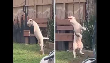 Dog Caught Playing On Backyard Swing Is The Happiest Thing You'll See All Day