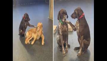 Dog Insists On Petting All The Pups At Her Doggy Day Care