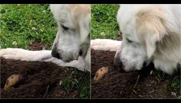 Gentle Great Pyrenees Befriends A Bunch Of Gophers In Her Local Park