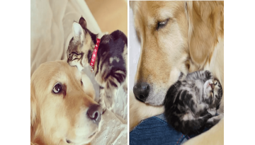 Golden Retriever Falls In Love With Tiny Kitten Who Was Rejected By Mother