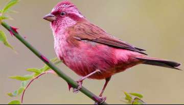 Meet The Rosefinches, The Little Birds With A Gorgeous Pink Coloring (Gallery)