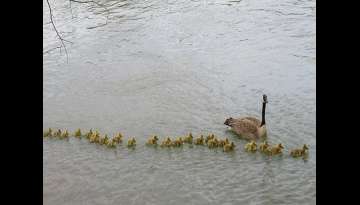 Mother Goose Takes Care Of 47 Babies And Keeps Them All Safe