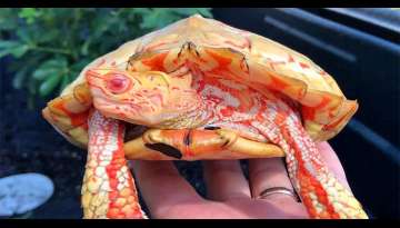 Rare Albino Turtles Look Like Little Fiery Dragons