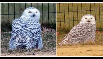 Snowy Owl Spotted In Central Park For The First Time Since 1890