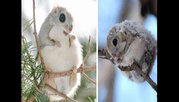 Undoubtedly, These Flying Squirrels Are The Cutest Fluffy Animals On Earth