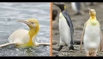 Wildlife Photographer Captured Extremely Rare Yellow Penguin In Once-In-A-Lifetime Photos