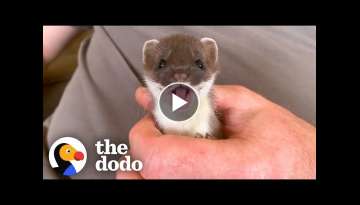 Tiny Baby Stoat Has The Best Reaction When She Meets Someone Like Her | The Dodo Little But Fierc...
