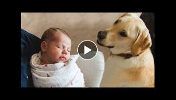 Dog Meeting Baby for the First Time Compilation Dog Meeting Baby for the First Time Compilation