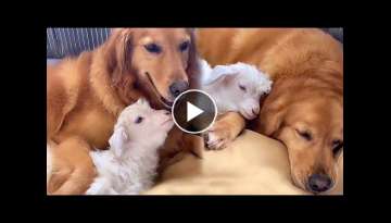 Golden Retriever Makes Friends With Baby Goat And It's Adorable
