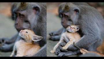 Monkey Finds Tiny Kitten And Cuddles Him Like It’s Her Own Baby (Video Inside)