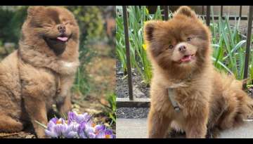 MEET ‘Bertram’ The Puppy Was Abandoned Due To His Size, But He Got Over His Tough Start In A ... MEET ‘Bertram’ The Puppy Was Abandoned Due To His Size, But He Got Over His Tough Start In A ...