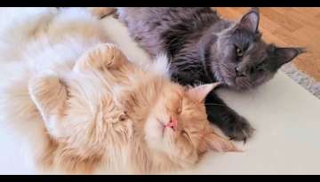 Meet Buster and Luna, Biggest and Fluffy Maine Coon Can Easily Sleep When His Friend Helps Him (V...