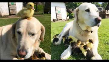 MEET ‘Fred’ The Labrador retriever adopted 9 Ducklings as his own Puppies (Video Inside)