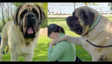 MEET ‘ZORBA’ The English Mastiff, The World Heaviest Dog (Video Inside)