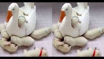 Cuteness Overload! Gentle Goose Preciously Watches Over Newborn Puppies (Video Inside)