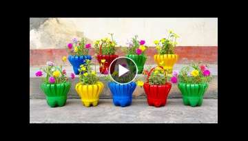 Make Beautiful Flower Baskets From Discarded Plastic Bottles | How to Grow portulaca Make Beautiful Flower Baskets From Discarded Plastic Bottles | How to Grow portulaca