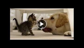 Enemy or friend? Funny cats and dogs - a selection of jokes!