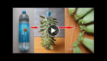 Growing succulents in plastic bottles is as easy as playing | Growing stone lotus in plastic bott... Growing succulents in plastic bottles is as easy as playing | Growing stone lotus in plastic bott...