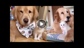 Patient Golden Retrievers Lovingly Cares for Baby Kittens
