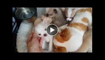 4-1/2 week old Frankie x Freesia Chihuahua puppies