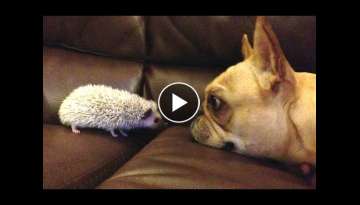Funny Dogs Meeting Cute Baby Animals Compilation [CUTE]