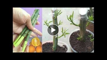 How to propagate Lemon and Orange plant cuttings for free