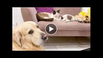 Golden Retriever shocked by cats and puppy occupying his sofa