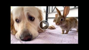 What does Baby Bunnies do when the Golden Retriever is Sad What does Baby Bunnies do when the Golden Retriever is Sad