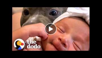 Pittie Does The Sweetest Thing When His Baby Sister Cries | The Dodo Pittie Nation