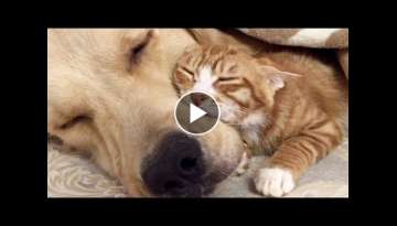 Super Sweet Golden Retriever & Ginger Kitten Will Melt Even the Hardest Heart Super Sweet Golden Retriever & Ginger Kitten Will Melt Even the Hardest Heart